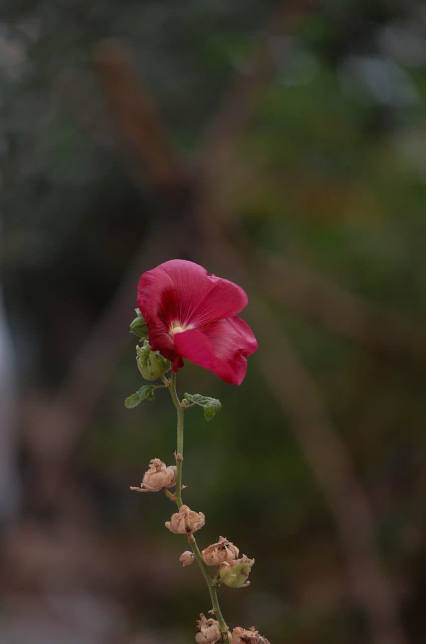 A single red flower outdoors